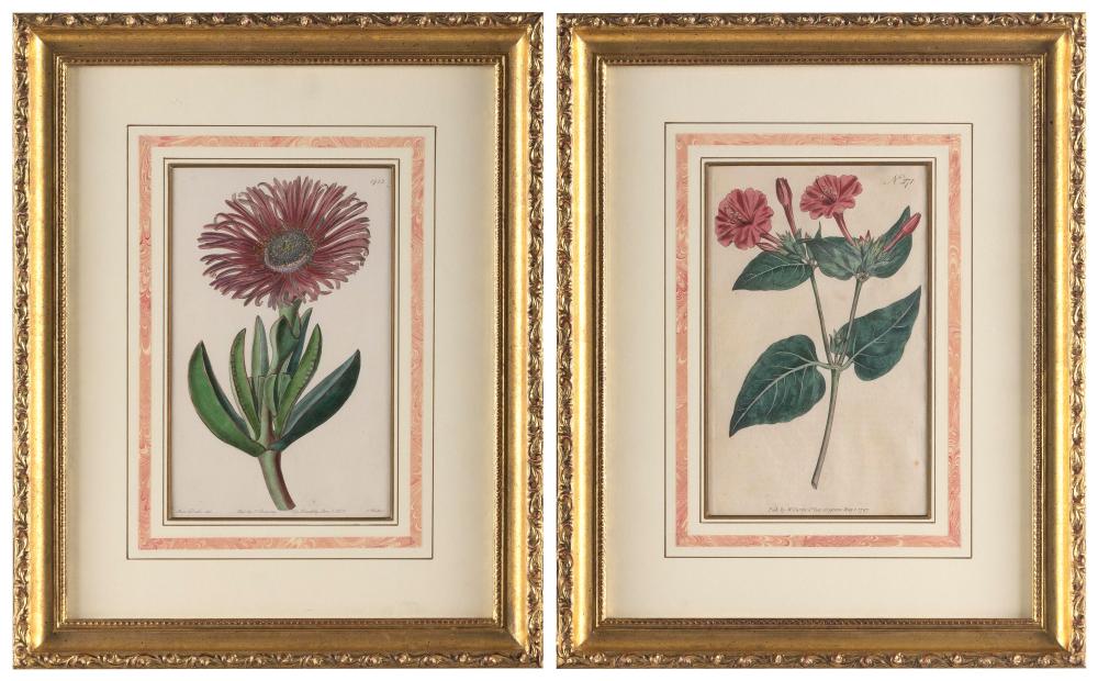 TWO HAND-COLORED BOTANICAL ENGRAVINGS