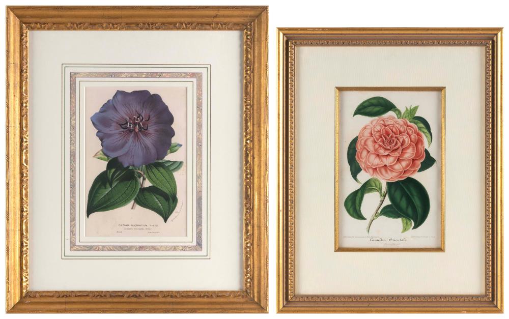 TWO HAND-COLORED BOTANICAL PRINTS