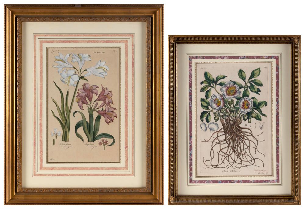 TWO HAND COLORED BOTANICAL ENGRAVINGS 2f22f1