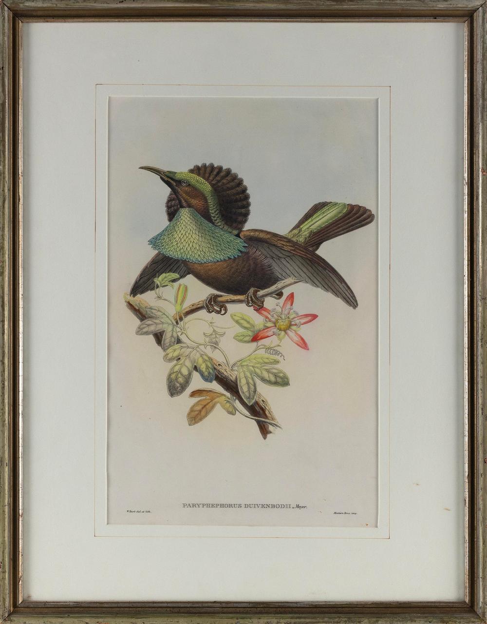 HAND COLORED LITHOGRAPH OF A BIRD 2f22fd