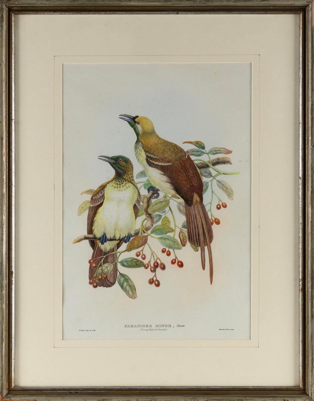 HAND-COLORED LITHOGRAPH OF BIRDS