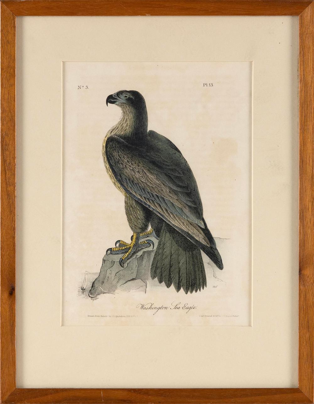 HAND COLORED LITHOGRAPH AFTER AUDUBON 2f22ff