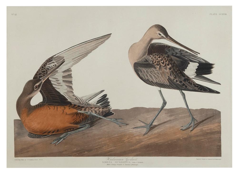 JOHN JAMES AUDUBON NEW YORK FRANCE  2f257b