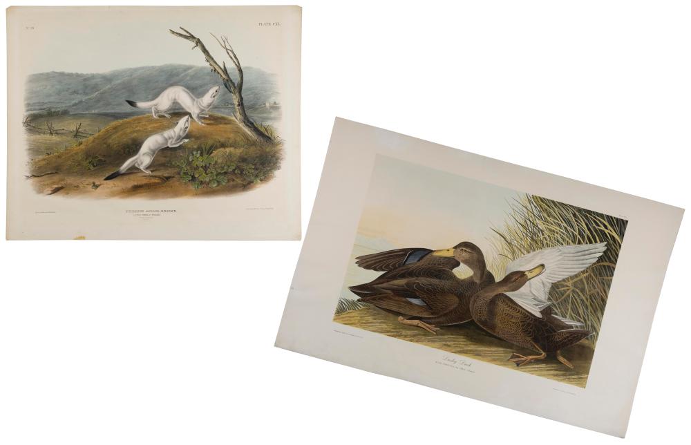 JOHN JAMES AUDUBON NEW YORK FRANCE  2f2b69