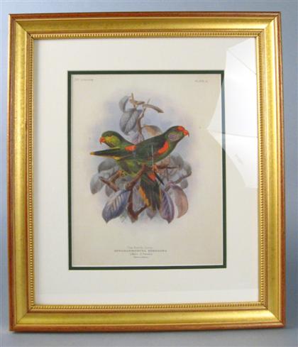 Five color lithographs of parrots