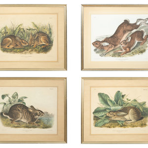 John James Audubon American 1785 1851 Lepus 2f68f6