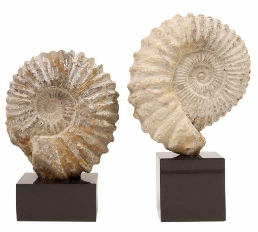 (2) GEOLOGICAL AMMONITE SPECIMENTS