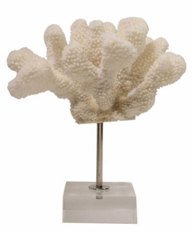 CAT'S PAW CORAL SPECIMEN ON CLEAR