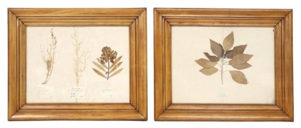  2 FRAMED DRIED BOTANICAL SPECIMENS lot 2f6c71