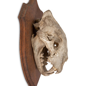 An African Lion Skull mounted on 2f6f59