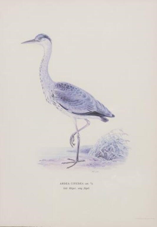 FRAMED NATURALIST BIRD PRINT ARDEA 2f71b0