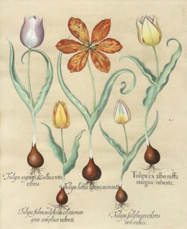 AFTER BASILIUS BESLER BOTANICAL 2f740c