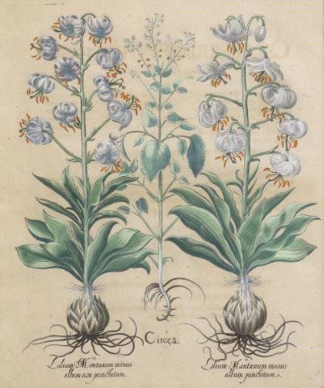 AFTER BASILIUS BESLER BOTANICAL 2f740d