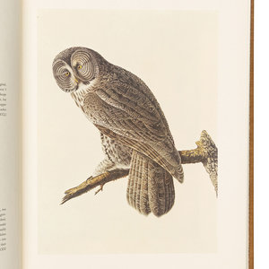 AUDUBON, John James (1785-1851).