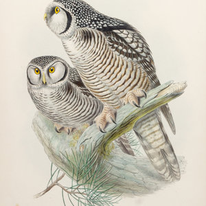 GOULD John 1804 1881 after Hawk 2f5ad8