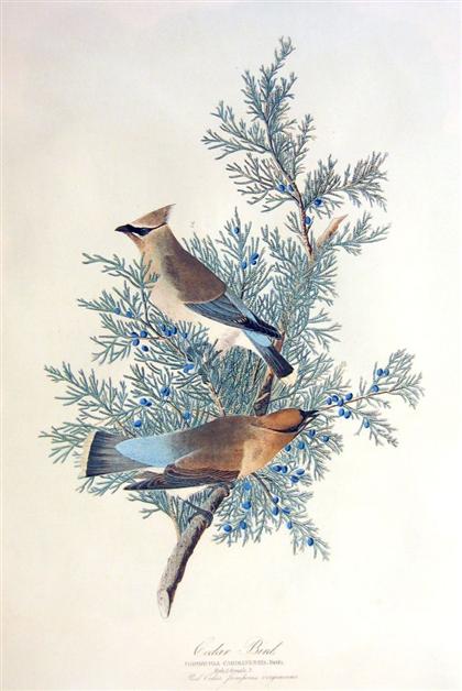 1 piece Chromolithograph Audubon  4c1d5