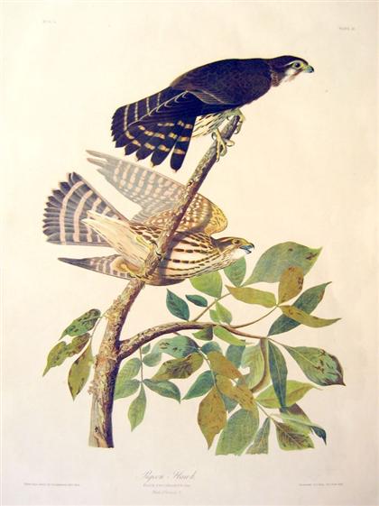 1 piece Chromolighograph Audubon  4c1d6