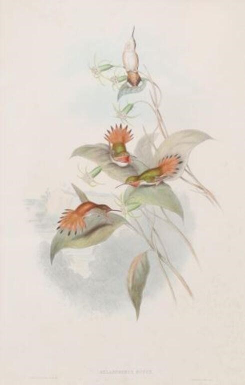 AFTER GOULD (D.1881) HAND-COLORED