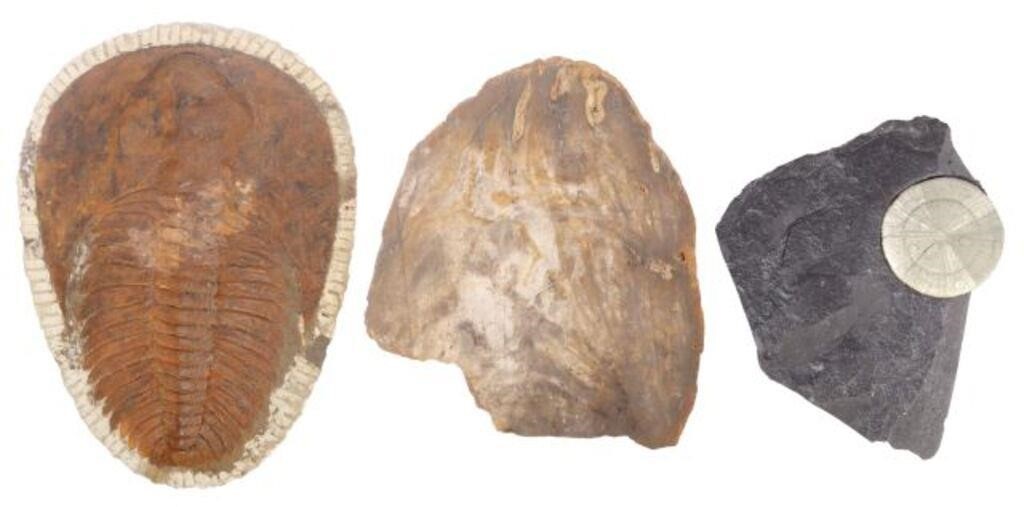  3 GEOLOGICAL SPECIMENS &   2f7fb5