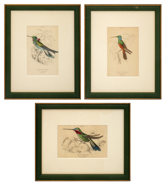 AUBUDON MANNER HAND COLORED ENGRAVING,