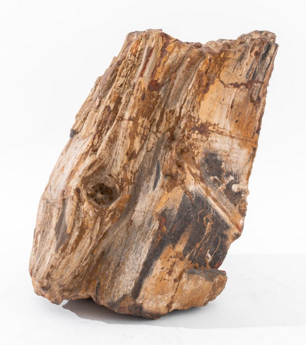 SPECIMEN OF PETRIFIED WOOD Mineral