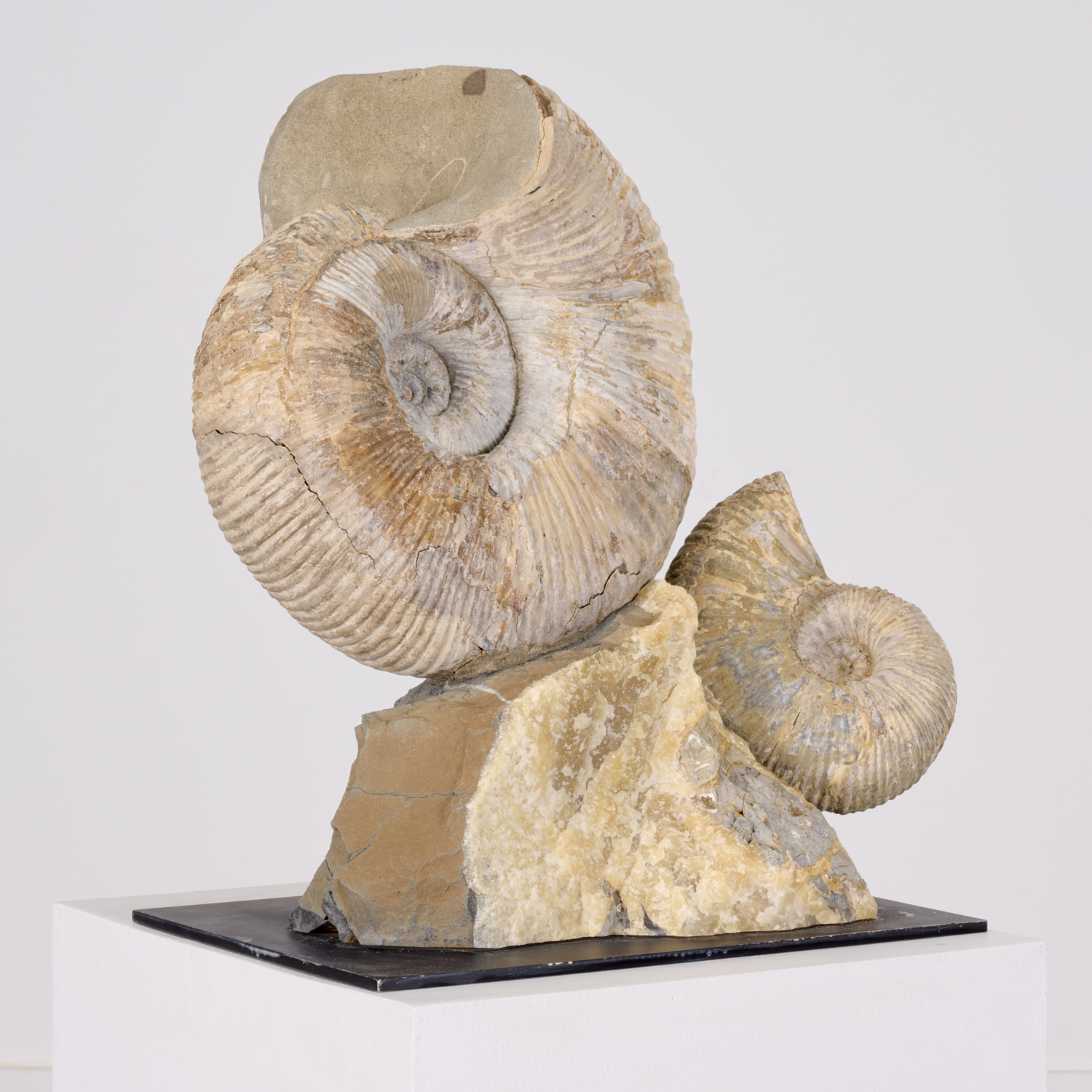 HUGE DOUBLE AMMONITE   2fbcbb