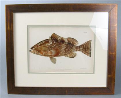 Five color lithographs of fish