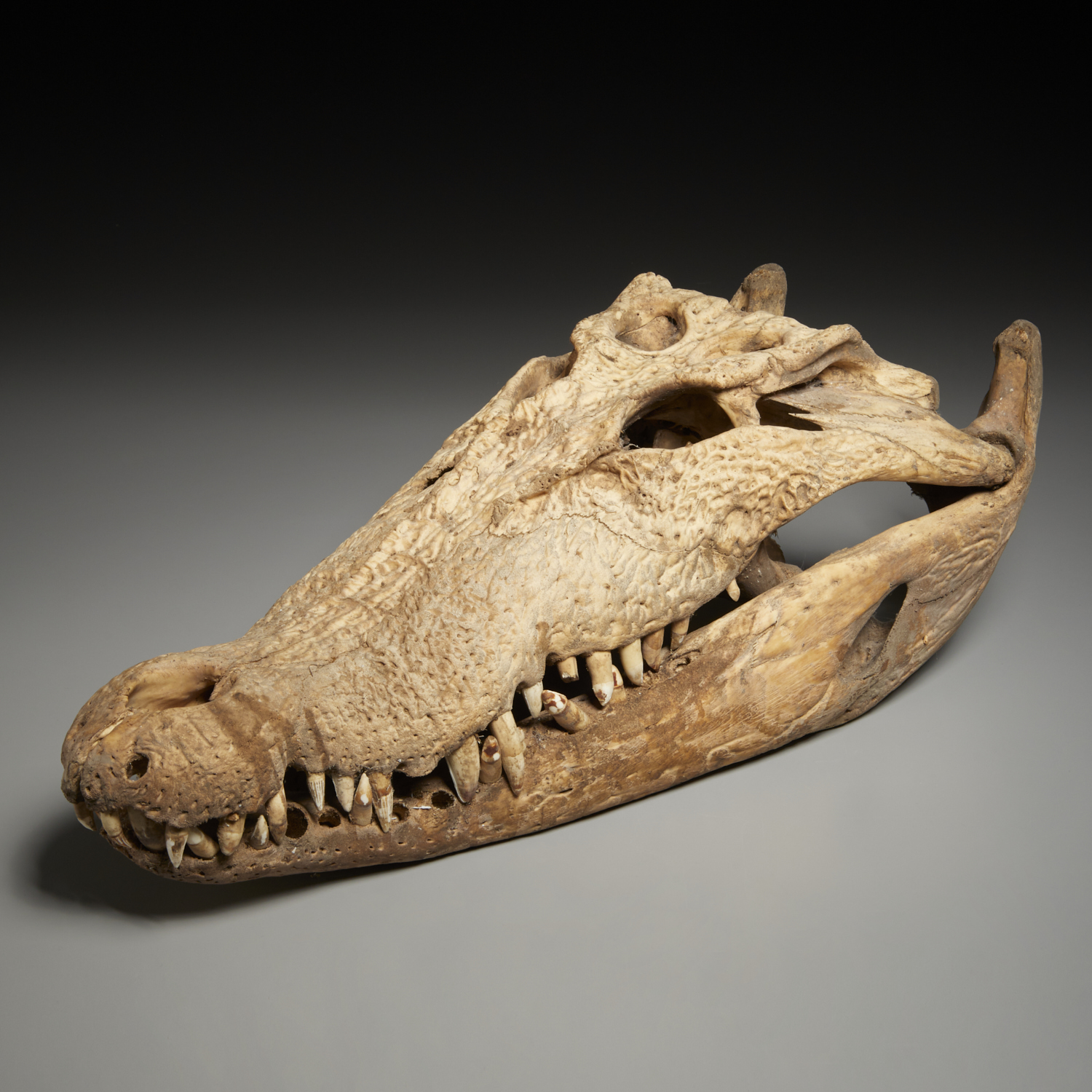 LARGE CROCODILE SKULL SPECIMEN 2fbfbb