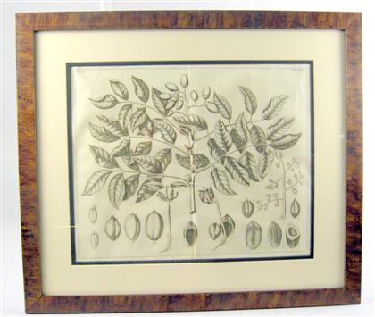 Two copper engravings of tropical