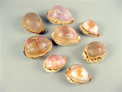 Group of carved cowrie shells  4c3f6