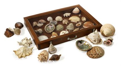 Collection of large shell specimens