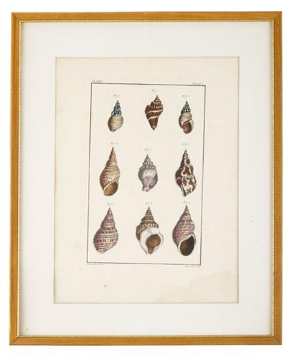Group of engraved prints of shells