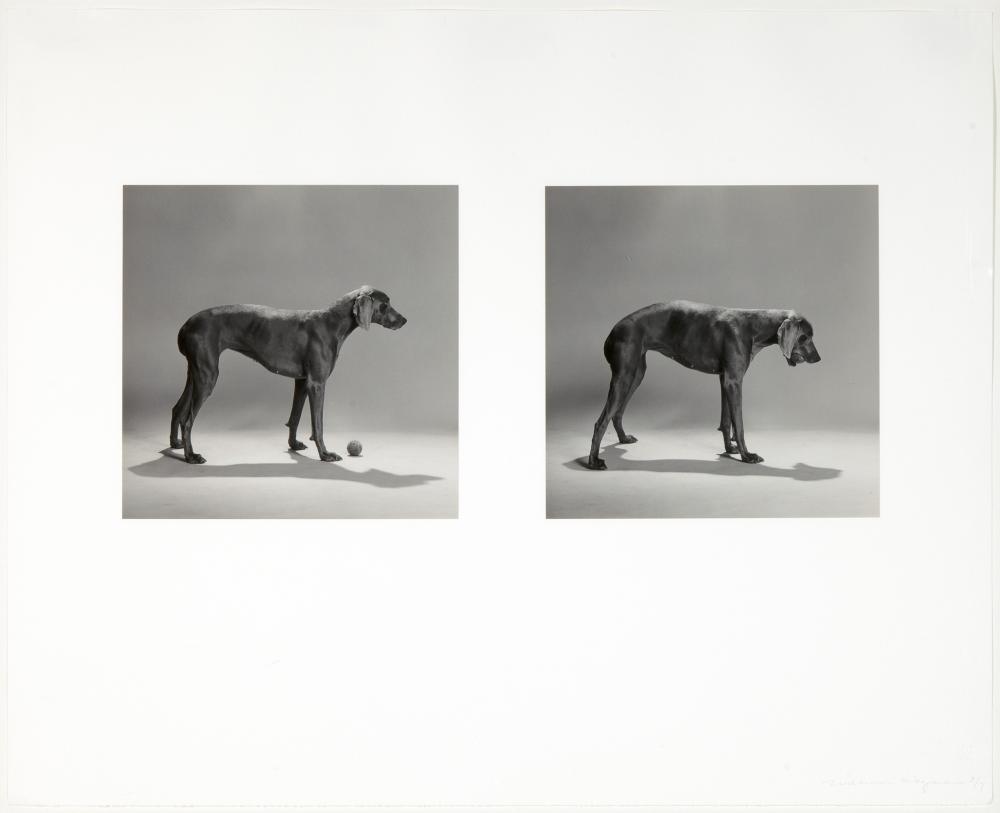 WILLIAM WEGMAN, UNTITLED (SIDE/BALL