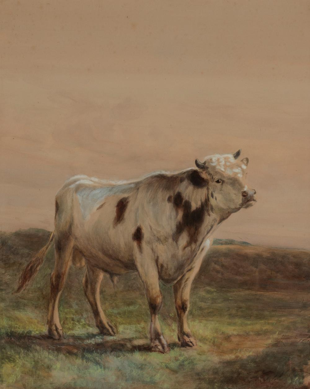 UNKNOWN UNTITLED COW Unknown 2fd5b0