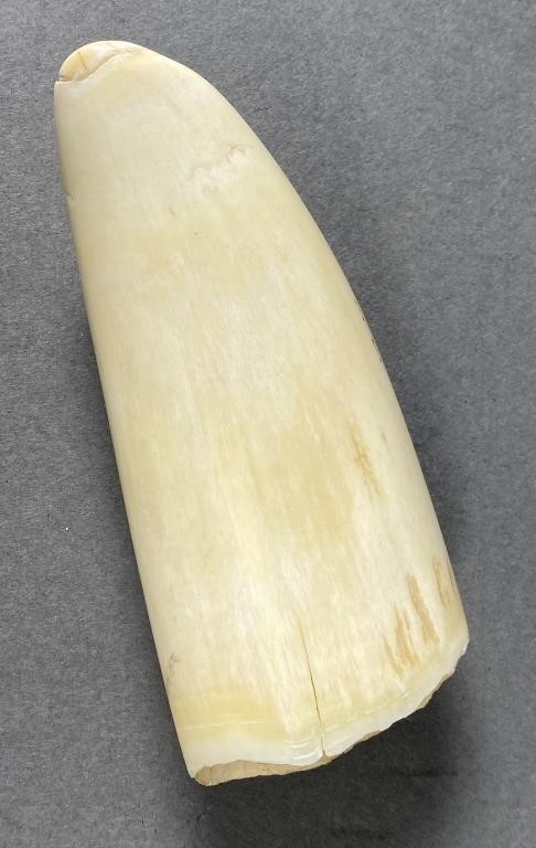 AUTHENTIC OLD SPERM WHALE TOOTH SCRIMSHAW4-5/8