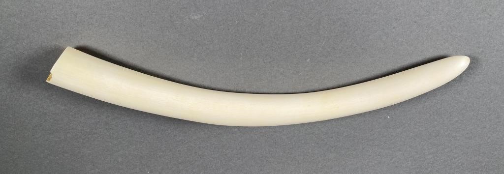 ANTIQUE 16 1 4 ELEPHANT TUSK IVORYOld 2fdce3