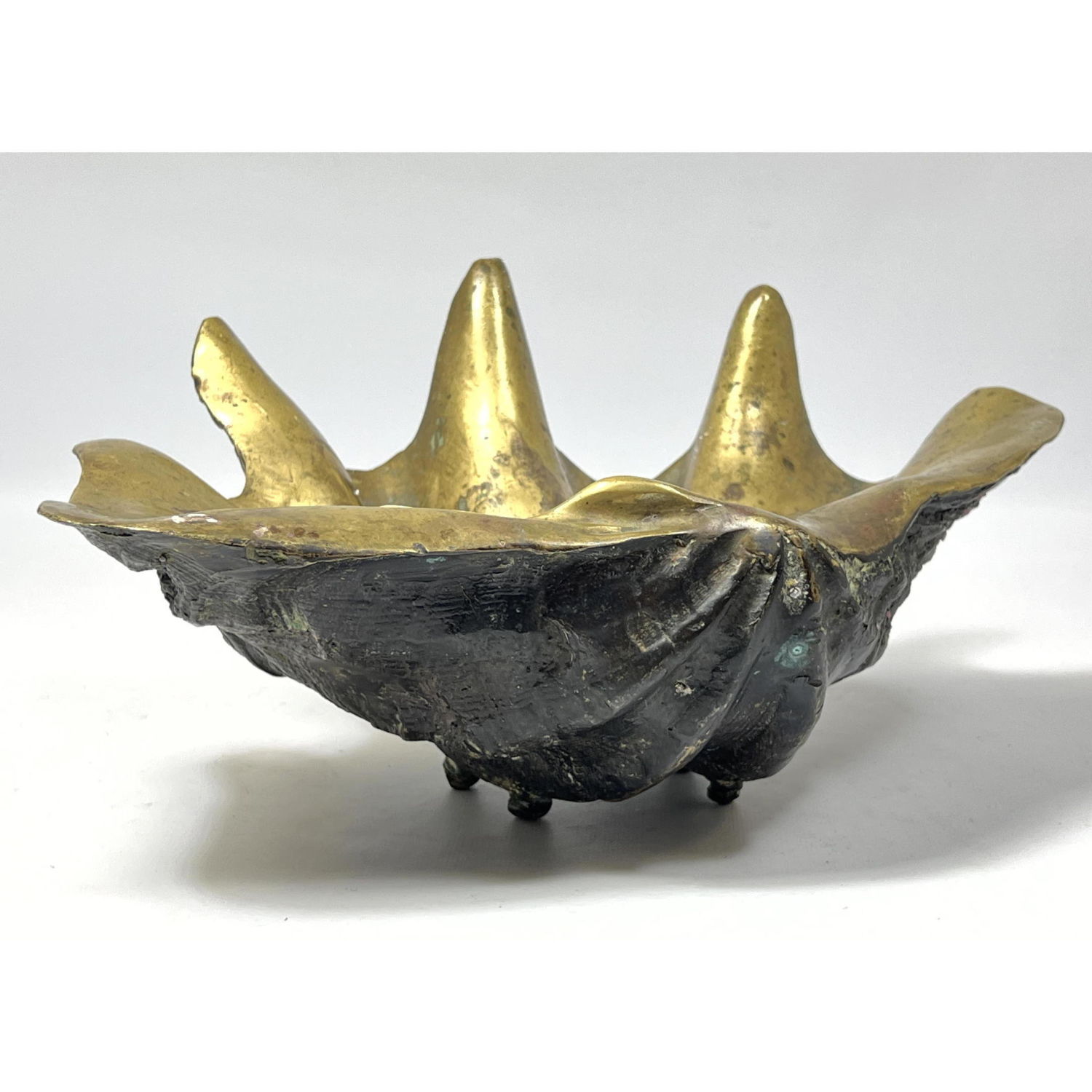 Large 13 Brass Giant Clam Shell. Golden