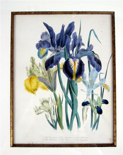 Eight hand-colored lithographs of flowers