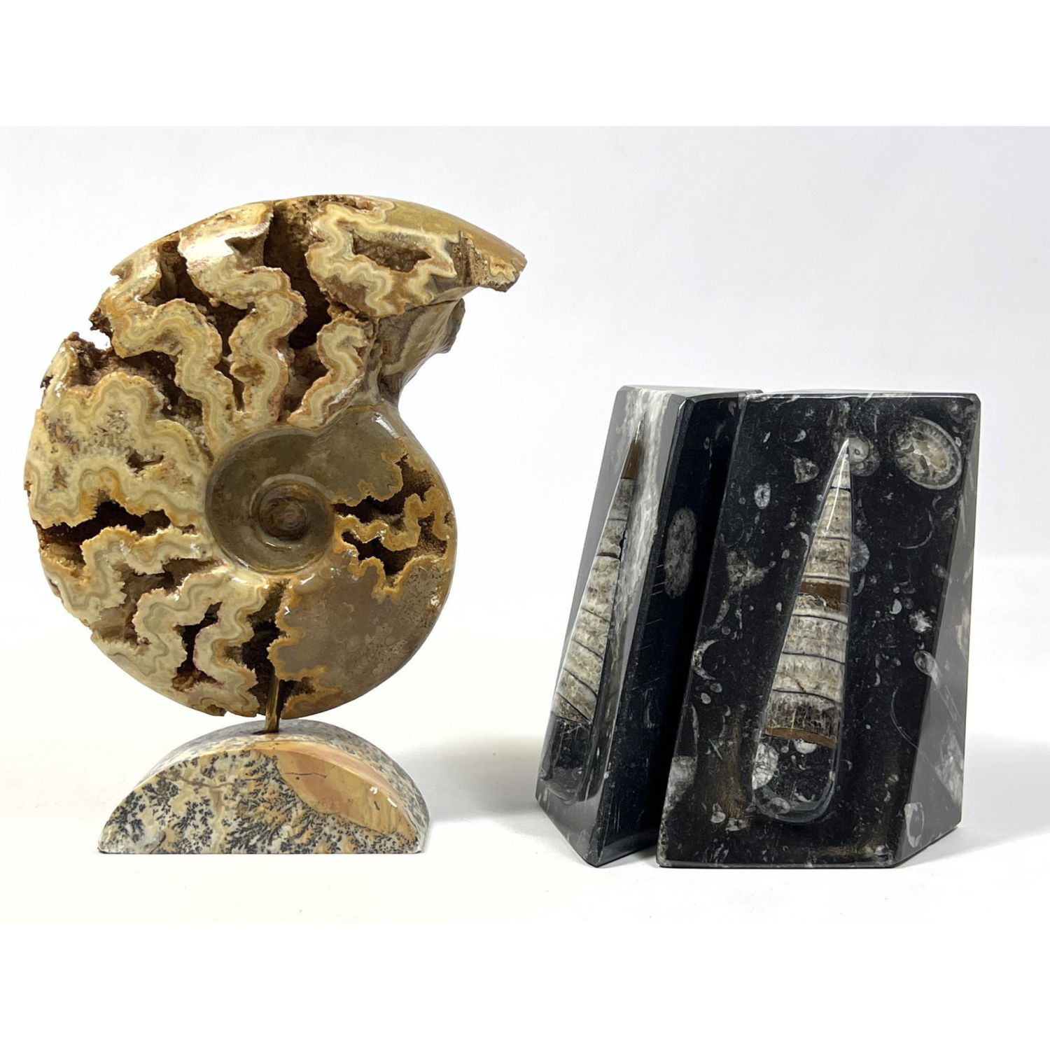 2pcs Mounted Ammonite and Fossilized