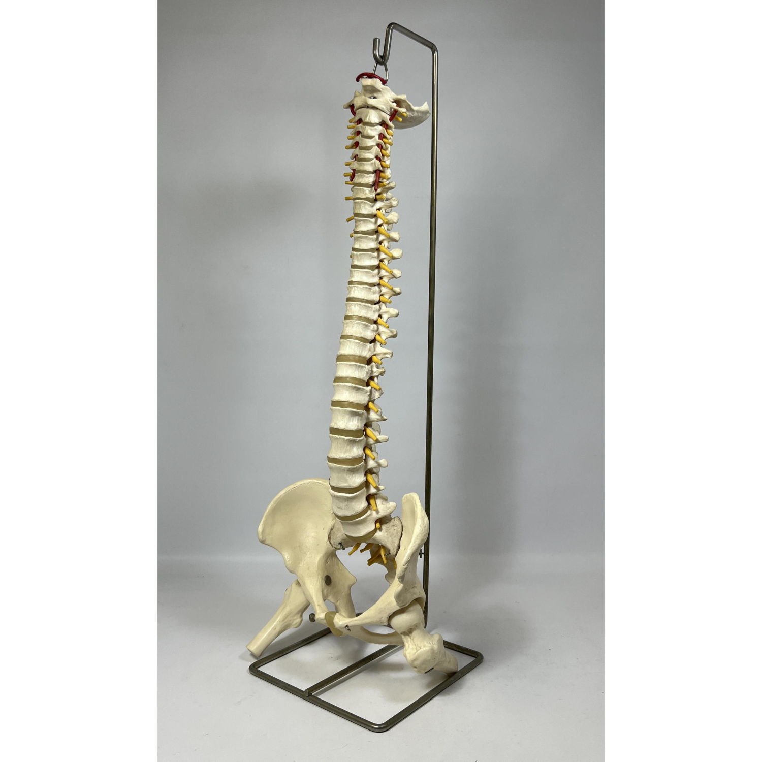 Medical School Model Skeletal Spine