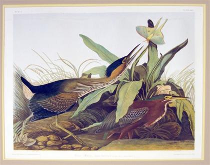 1 piece Chromolithograph Audubon  4cd7f