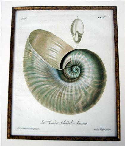 Six hand colored engraving of shells 4caba