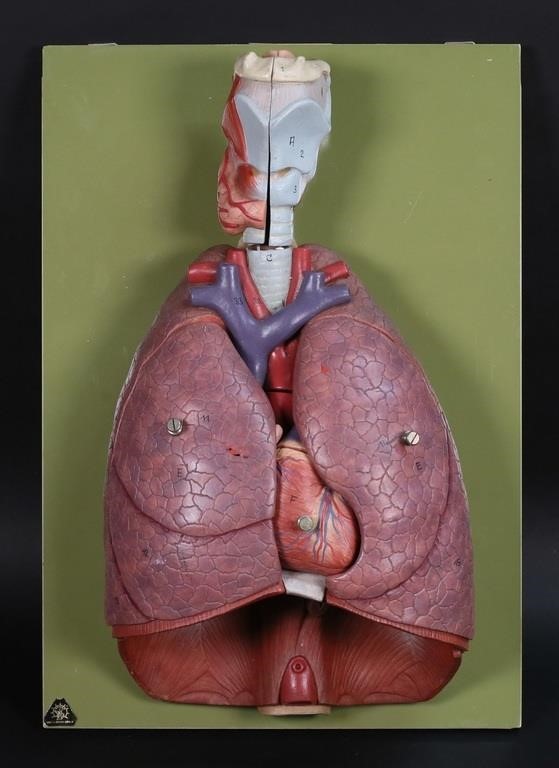 SOMSO ANATOMICAL MODEL THORACIC
