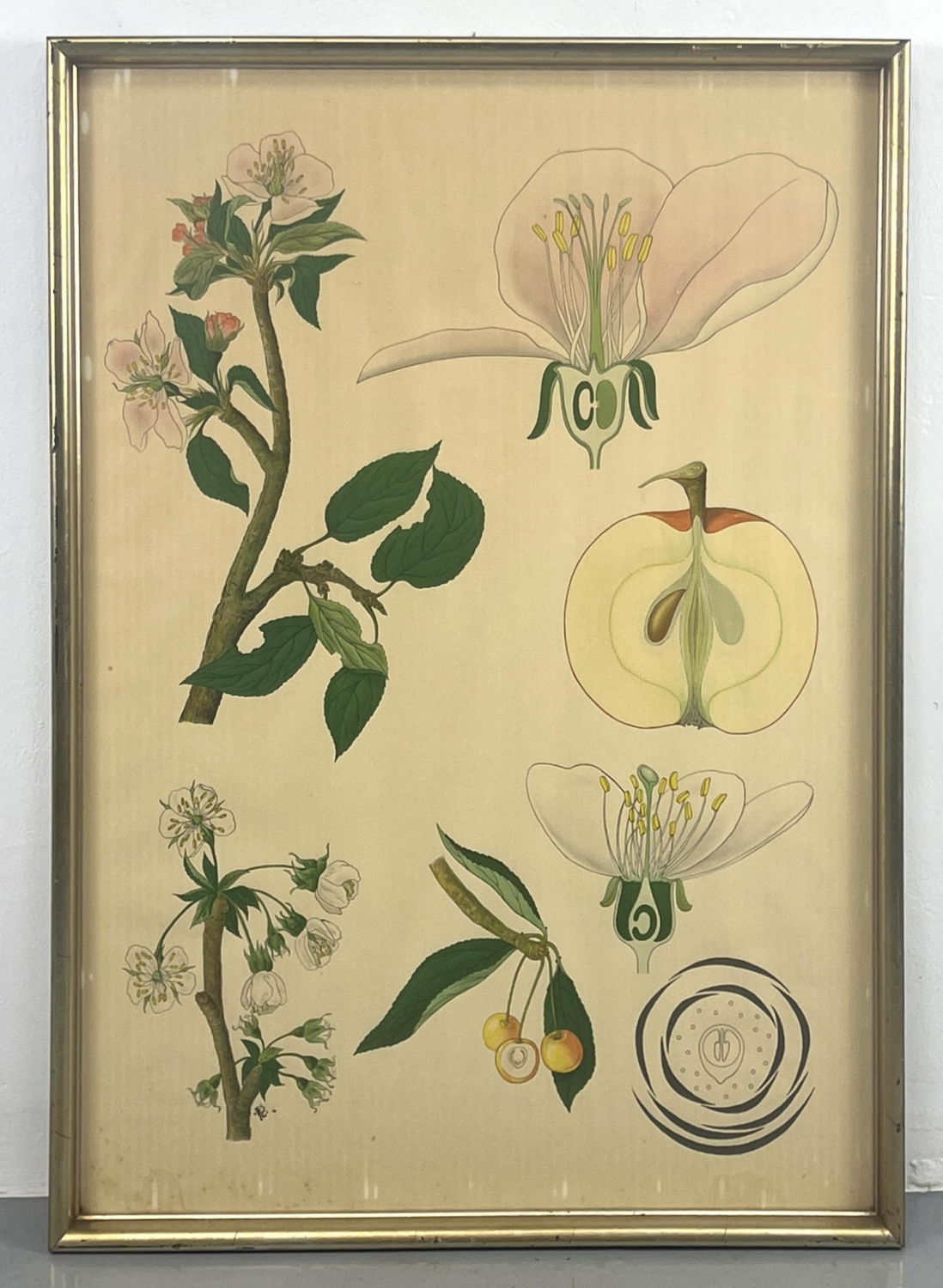 Swedish Botanical Lithograph Print  2fecdb