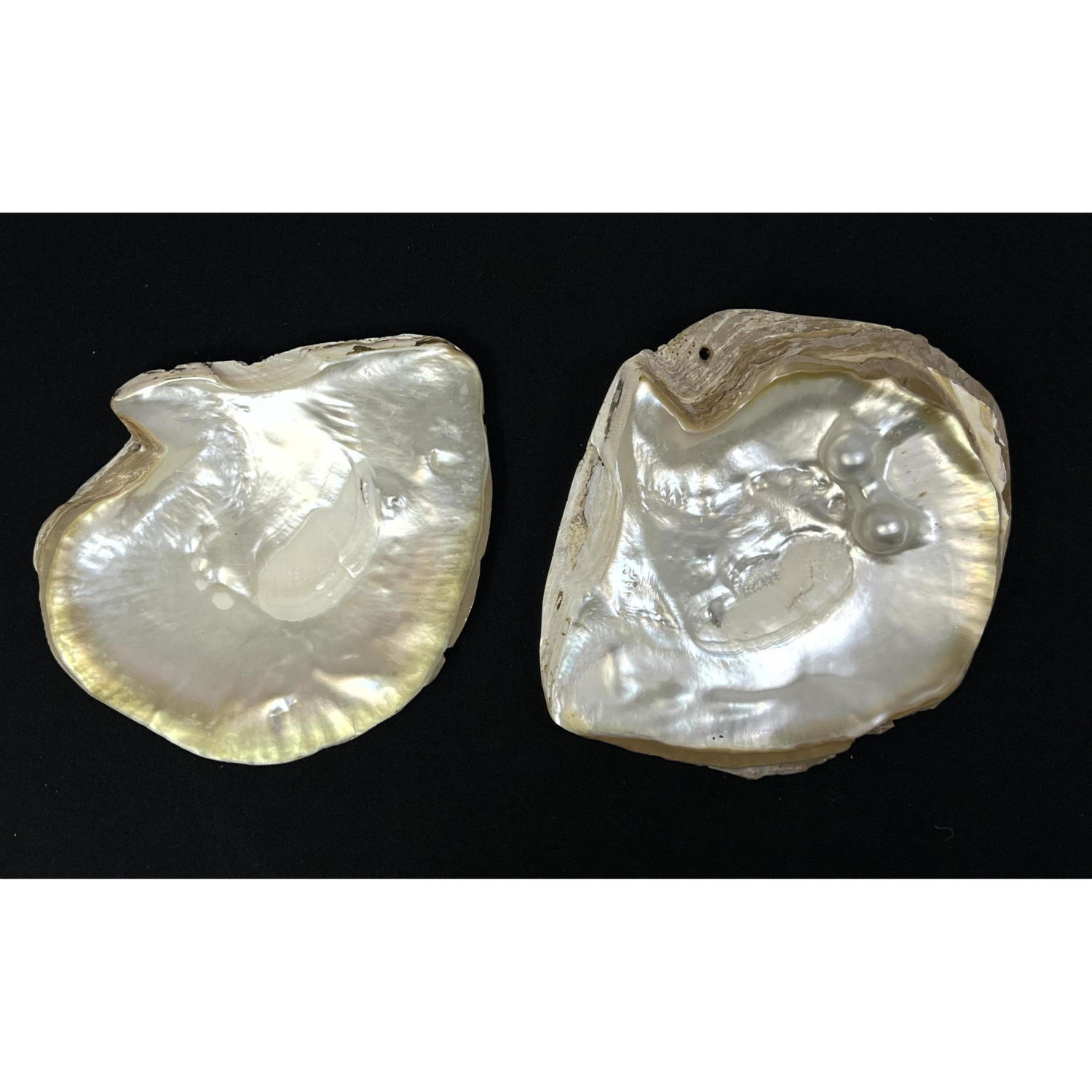 2pc Half Shells with Lovely Nacre