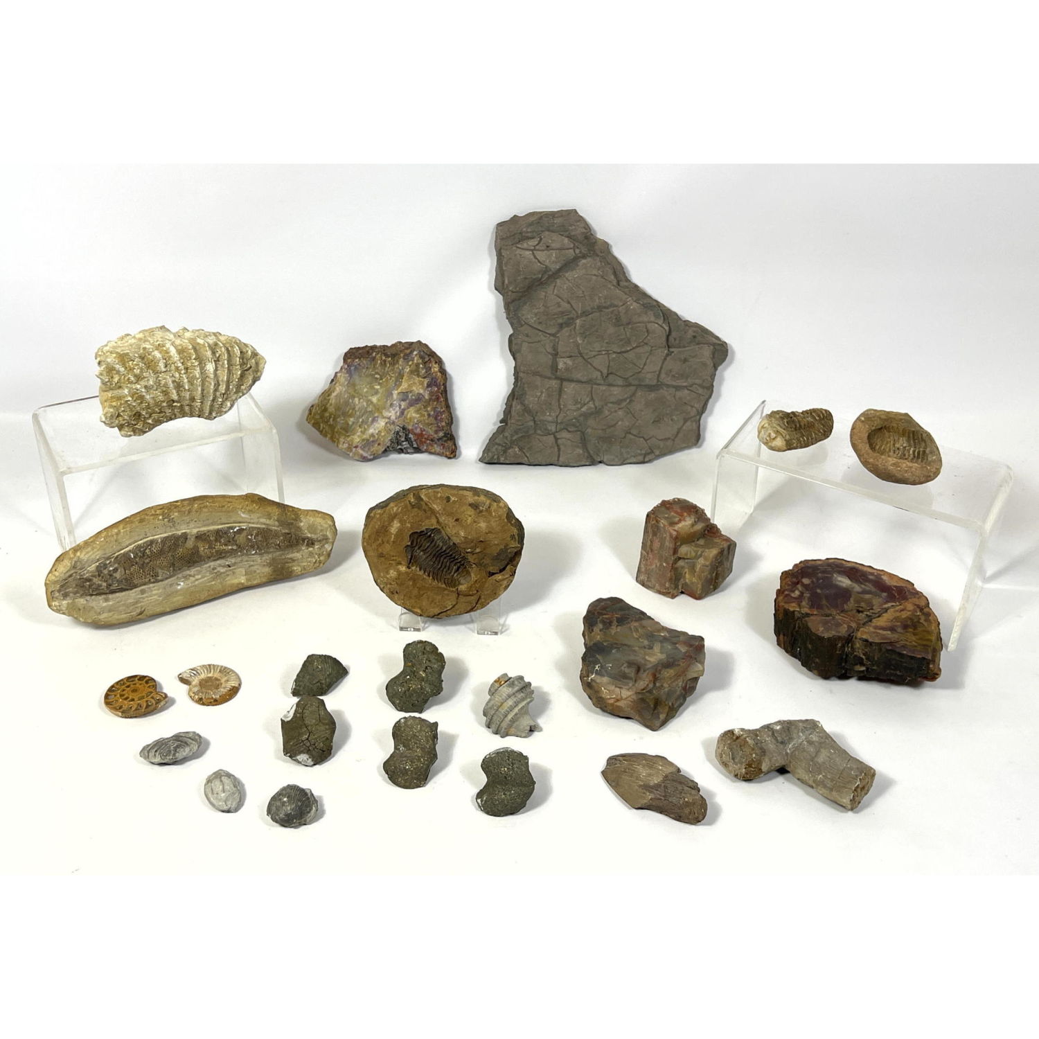 Miscellaneous fossil lot with dinosaur 2fedcb