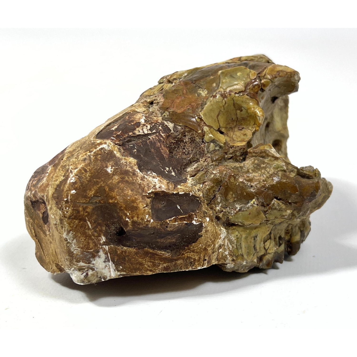 Fossilized oreodont skull Partial