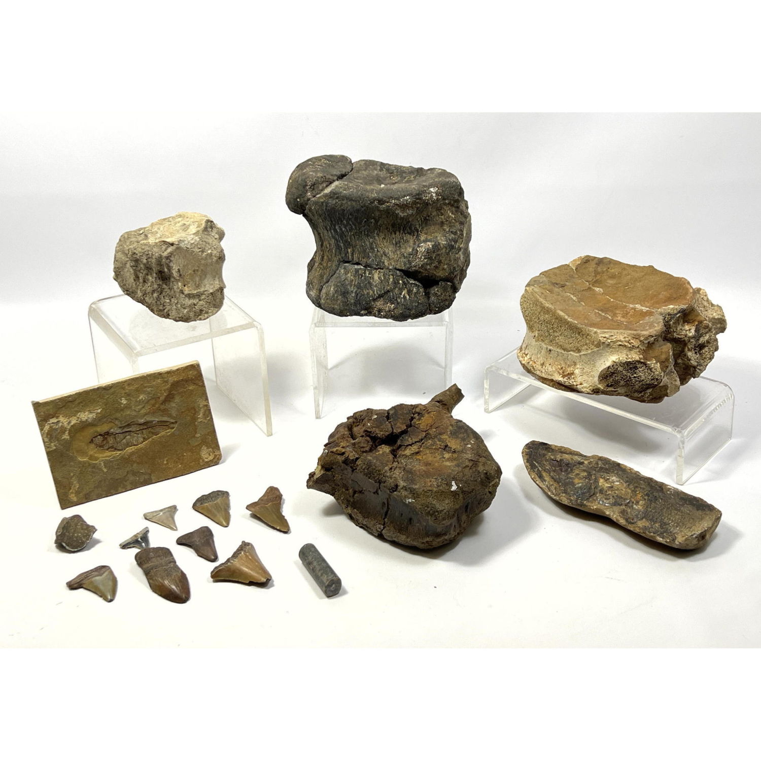Fossils with whale vertebrae and