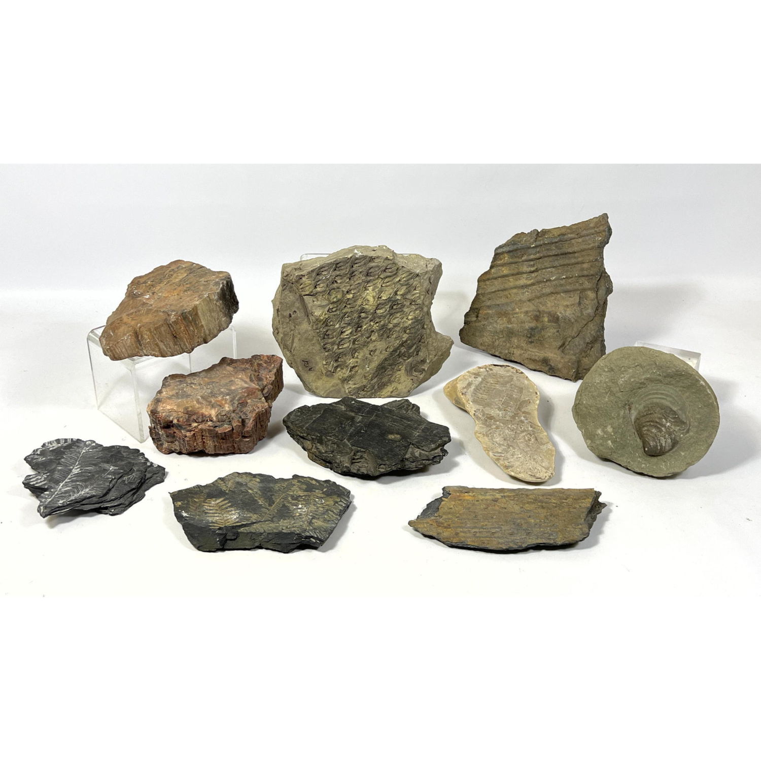 Lot of Ancient Rocks and Fossils.