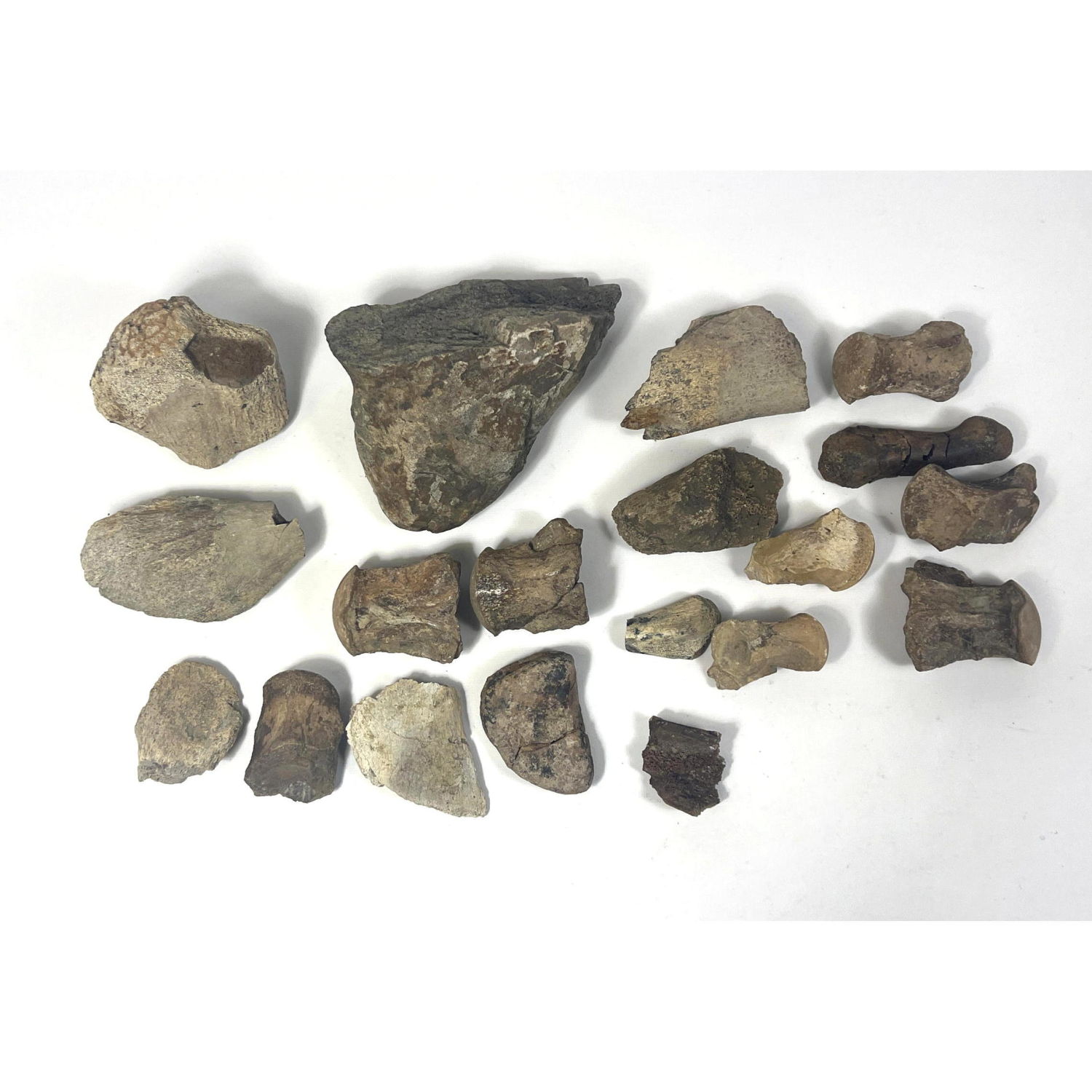 Rocks Lot. Fossilized bone. 

Dimensions: